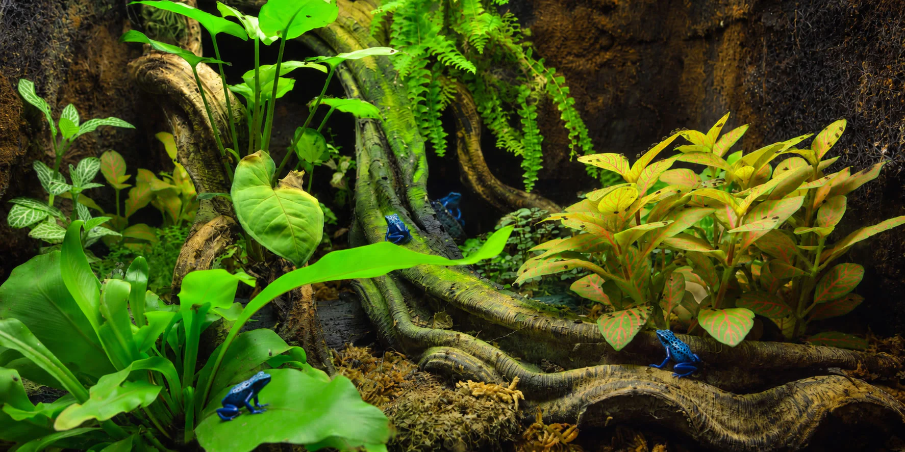 Master Your Reptile Habitat