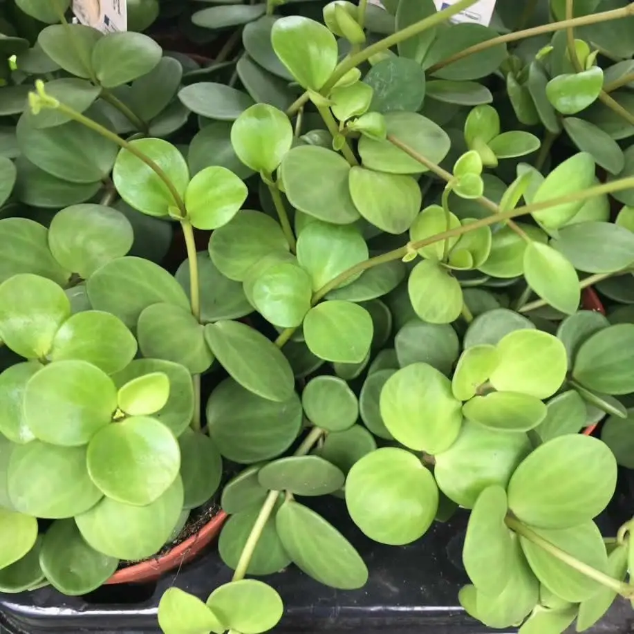 Acorn Peperomia (Peperomia tetraphylla 'Hope') - Image 2