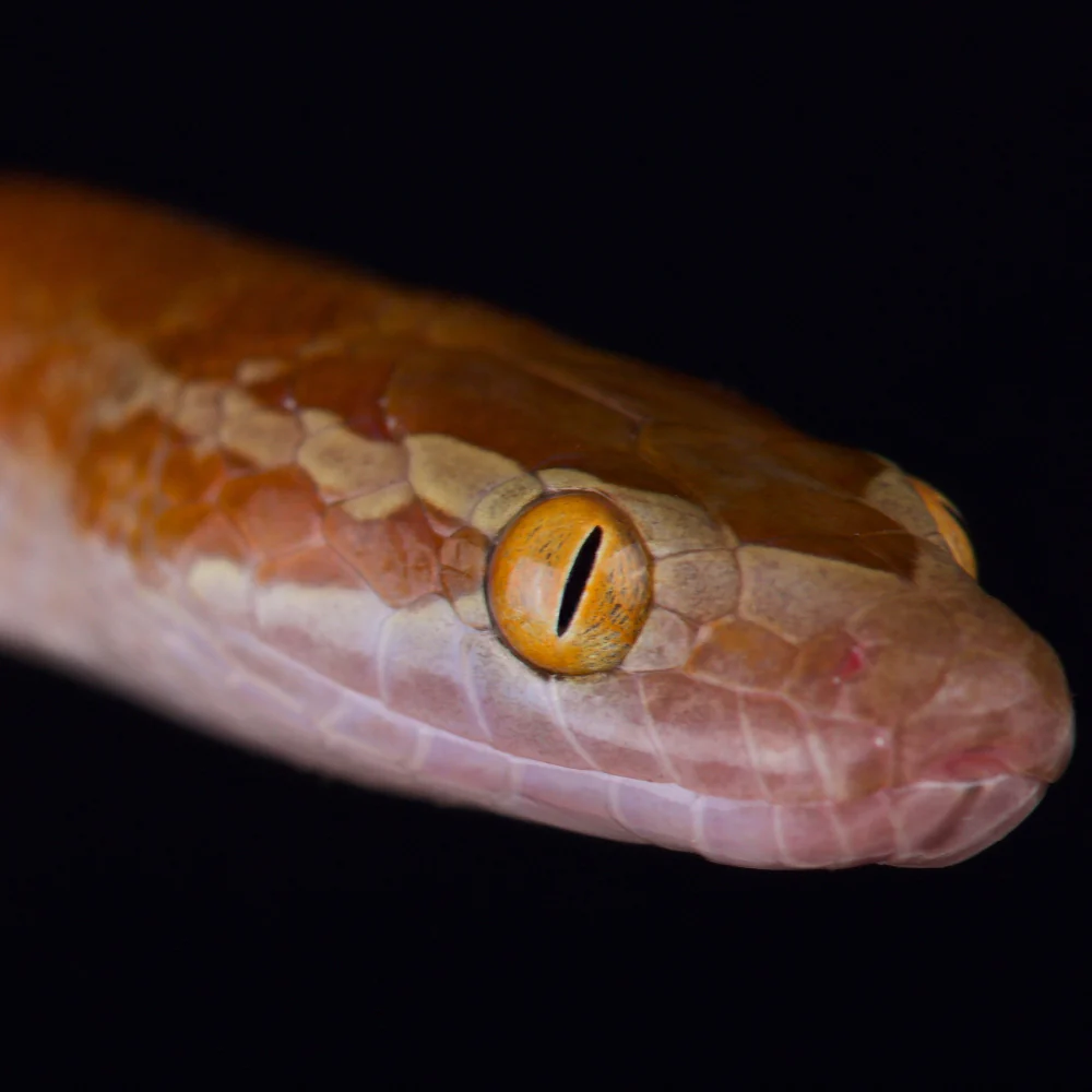 African House Snake Setup