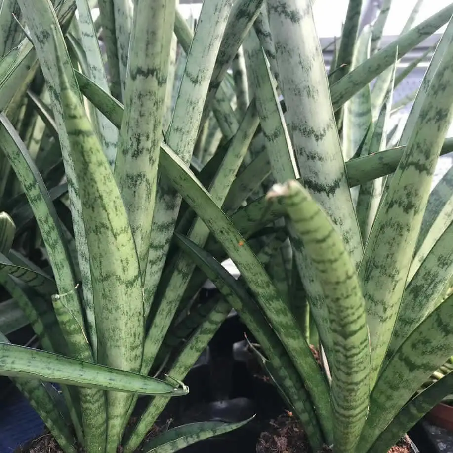 African Spear (Sansevieria cylindrica) - Image 2