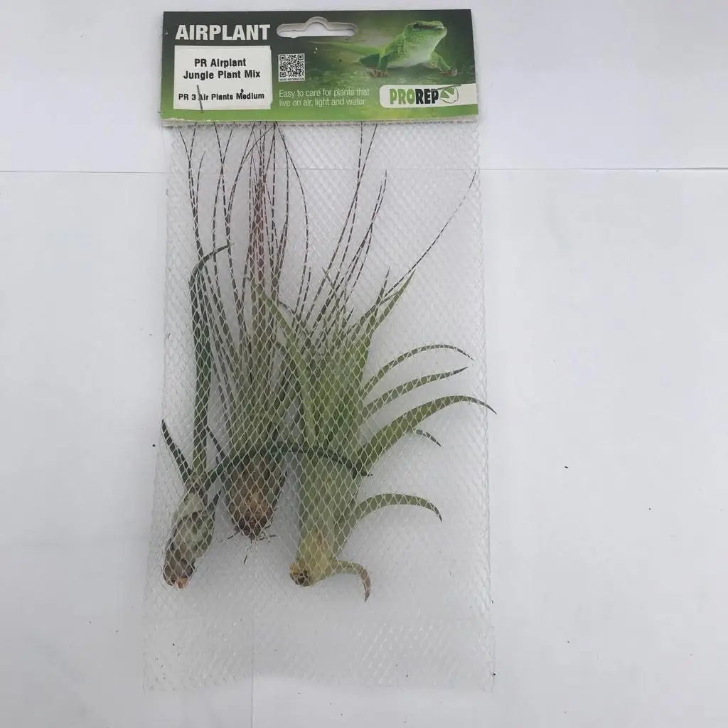 Airplant Jungle Plant Mix - 3 Assorted Plants