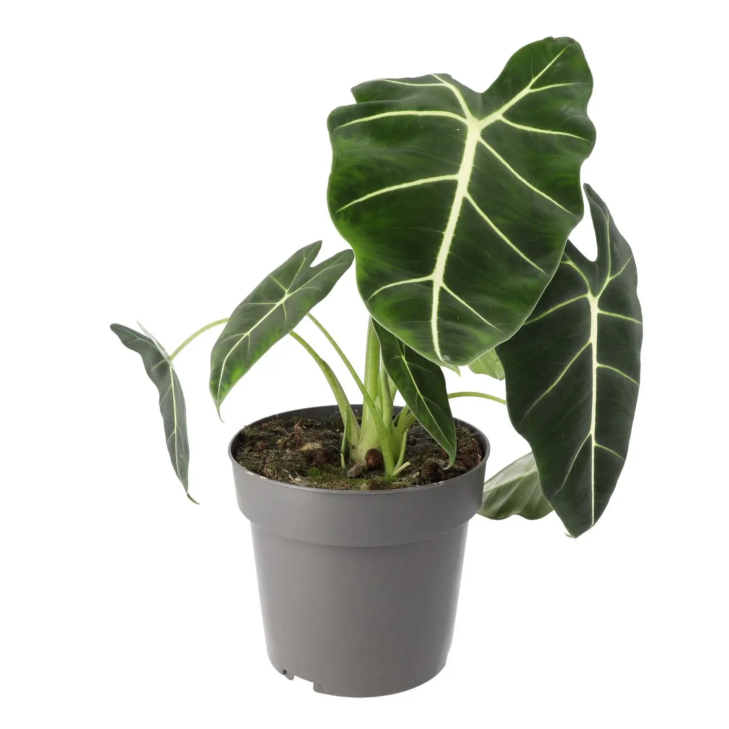 Alocasia 'Frydek' (Alocasia micholitziana) - Image 2