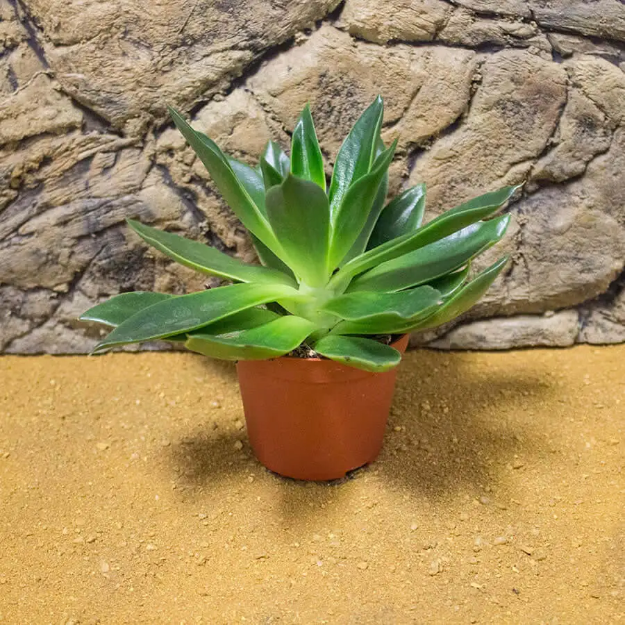 Aloe reynoldsii