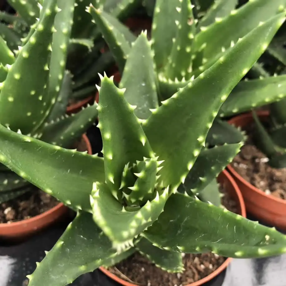 Aloe squarrosa - Image 2