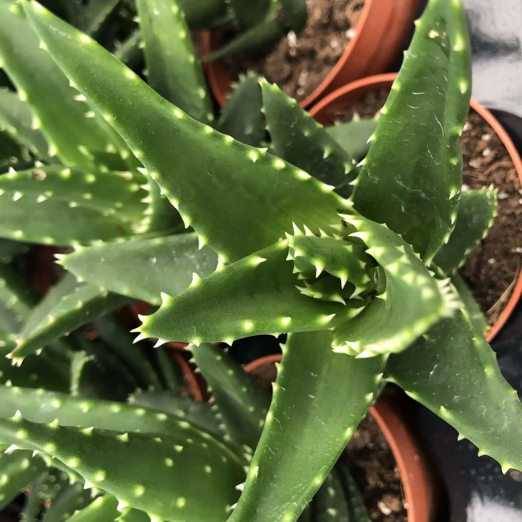 Aloe squarrosa - Image 3