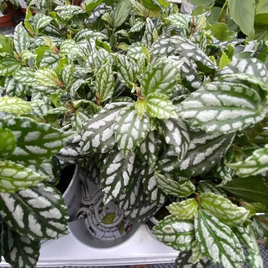 Aluminium Plant (Pilea cadierei) - Image 2