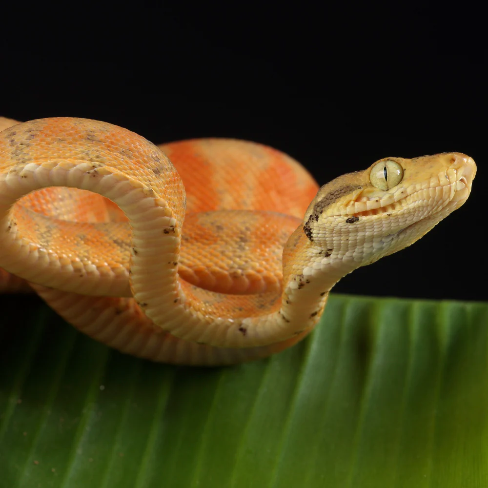 Amazon Tree Boa Setup