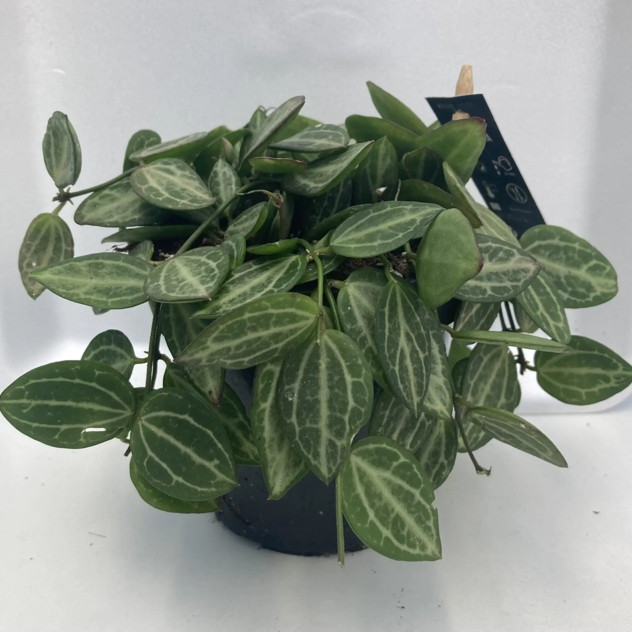 Watermelon Dischidia (Dischidia ovata)