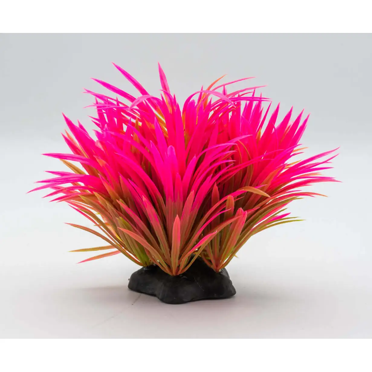 AquaSpectra Helanthium Plant 10cm - Image 3