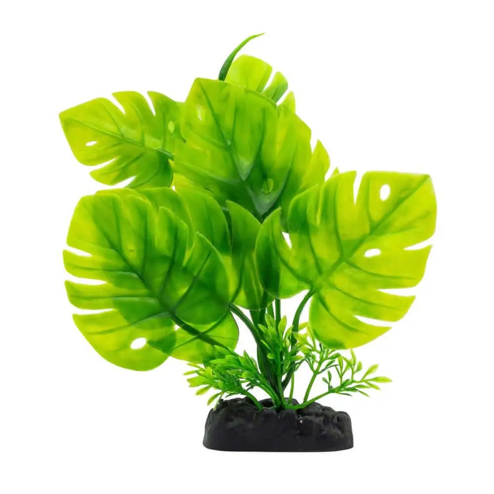 AquaSpectra Monstera Plant 20cm - Image 4
