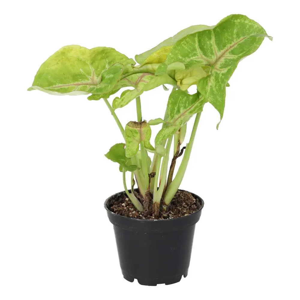 Arrowhead Vine 'Arrow' (Syngonium 'Arrow')