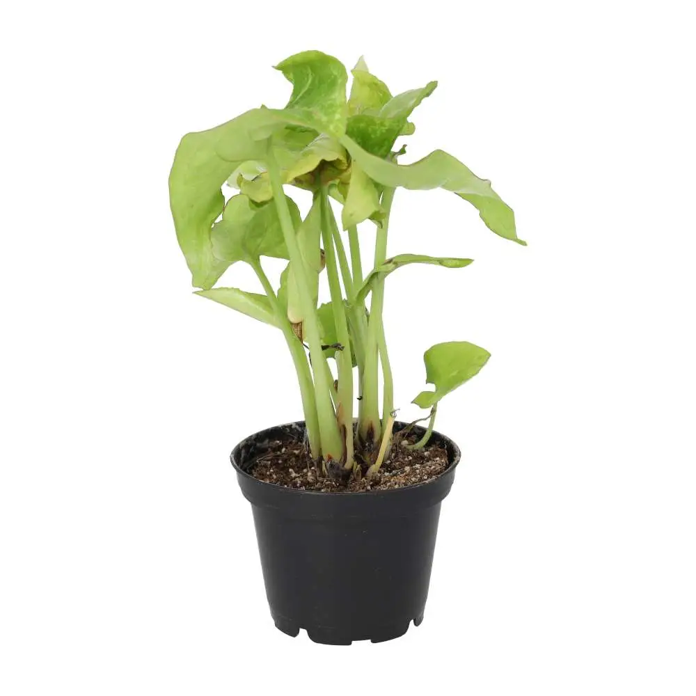 Arrowhead Vine 'Arrow' (Syngonium 'Arrow') - Image 2
