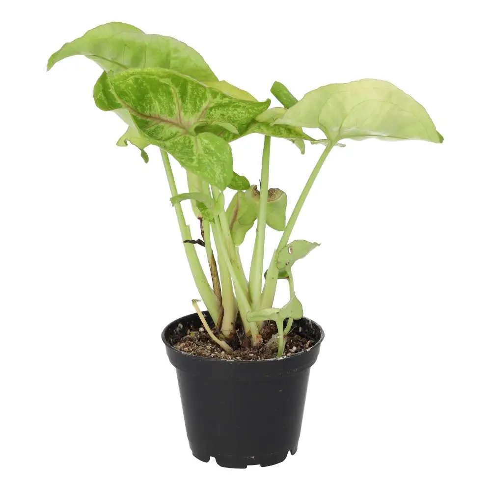 Arrowhead Vine 'Arrow' (Syngonium 'Arrow') - Image 3