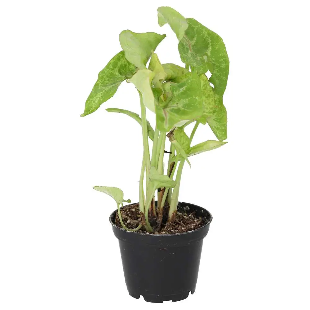 Arrowhead Vine 'Arrow' (Syngonium 'Arrow') - Image 4