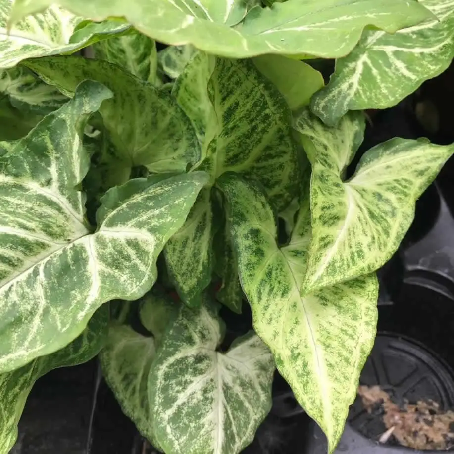 Arrowhead Vine 'Arrow' (Syngonium 'Arrow')