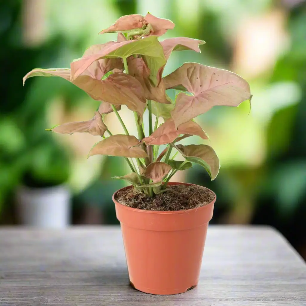 Arrowhead Vine 'Pink' (Syngonium 'Pink')