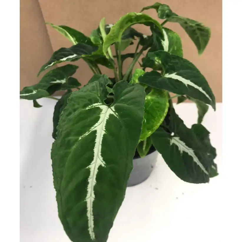 Arrowhead Vine 'Silver Goosefoot' (Syngonium wendlandii)