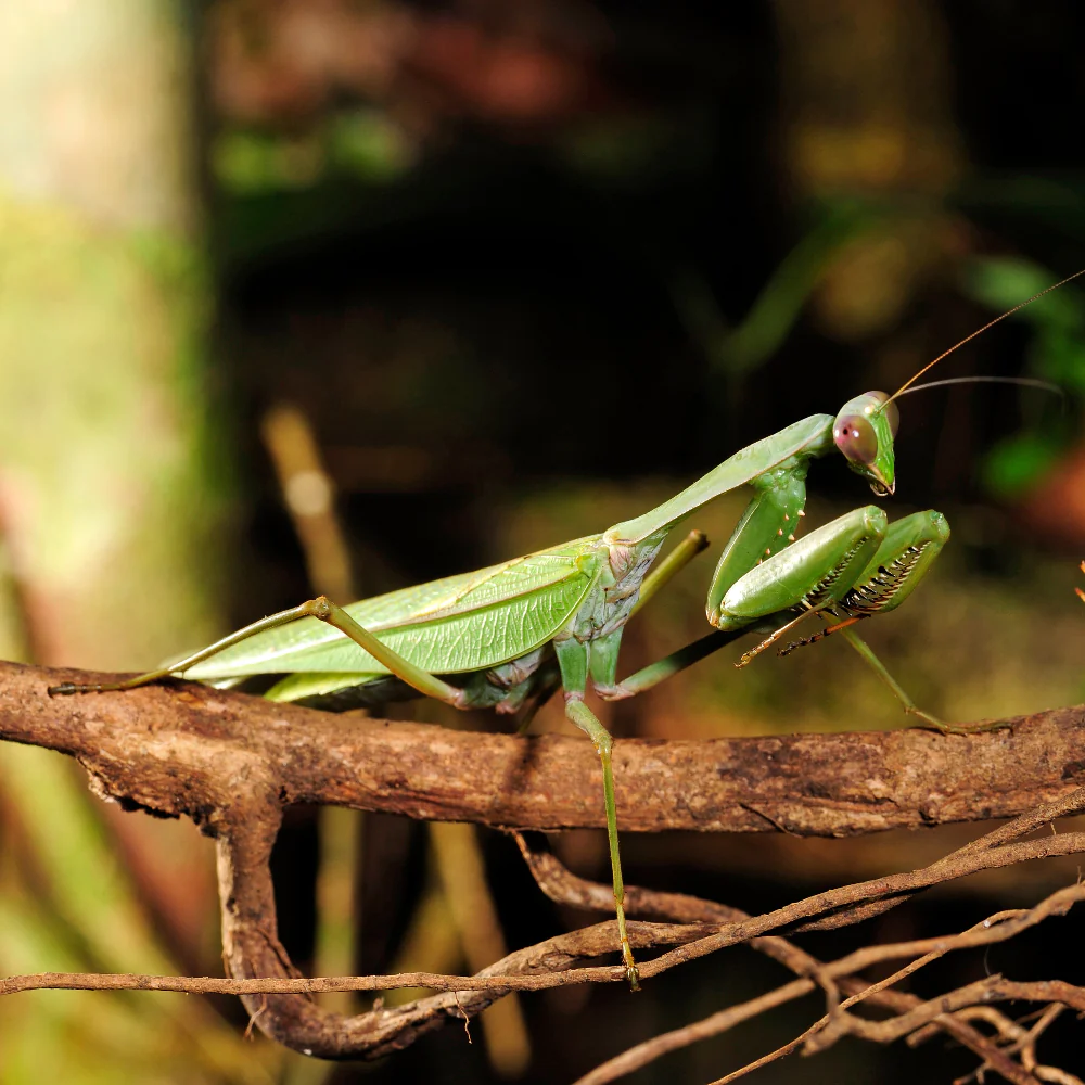 Asian Mantis Setup