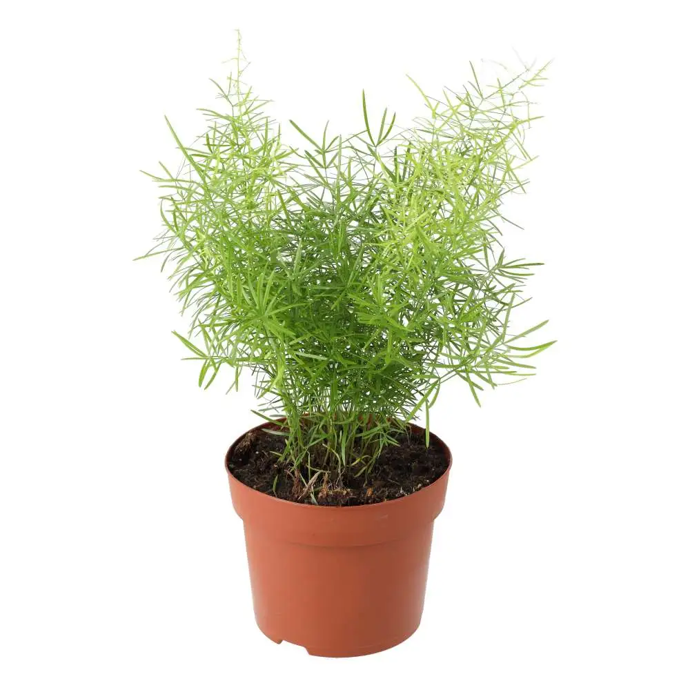 Asparagus Fern (Asparagus densiflorus 'Sprengeri') - Image 2