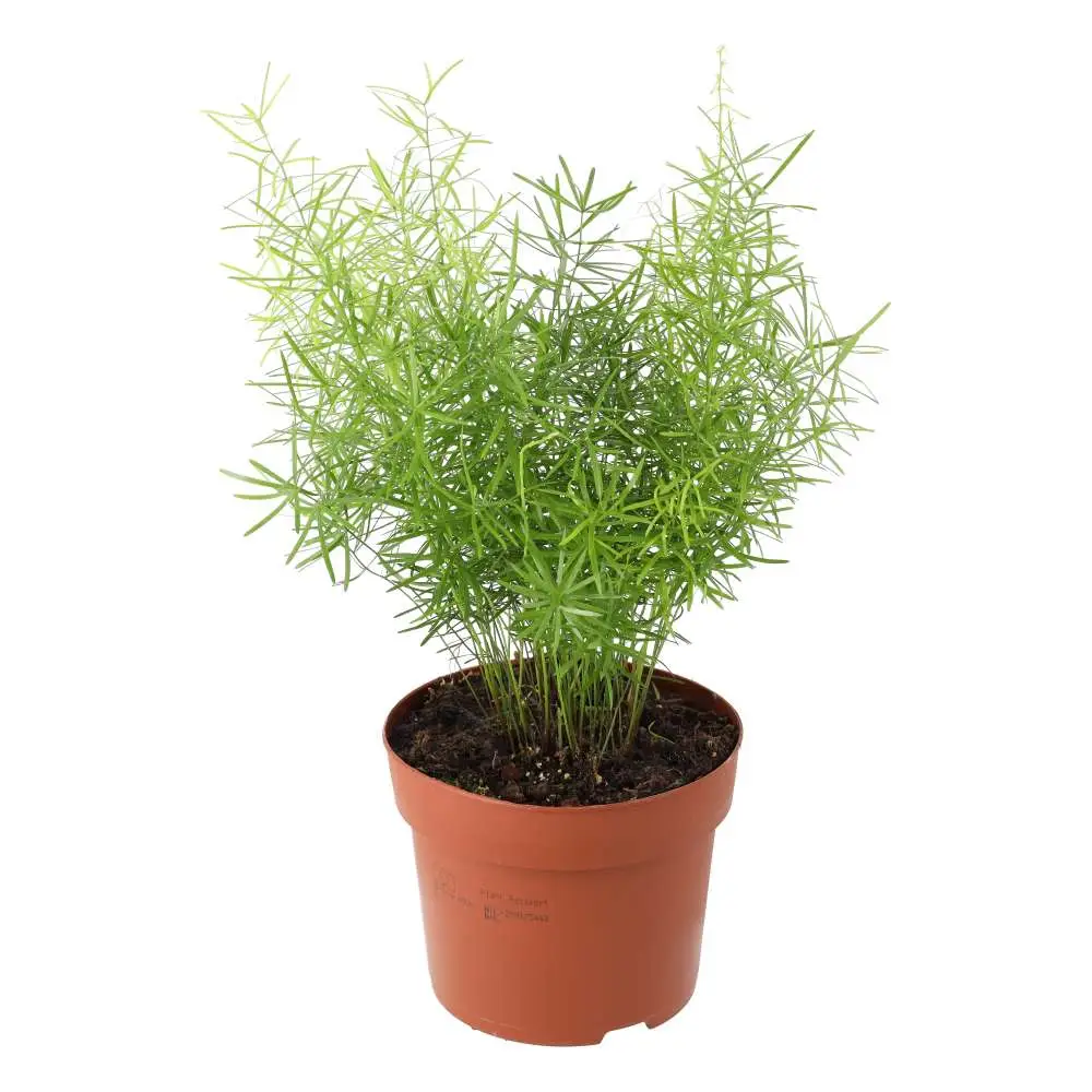 Asparagus Fern (Asparagus densiflorus 'Sprengeri') - Image 3