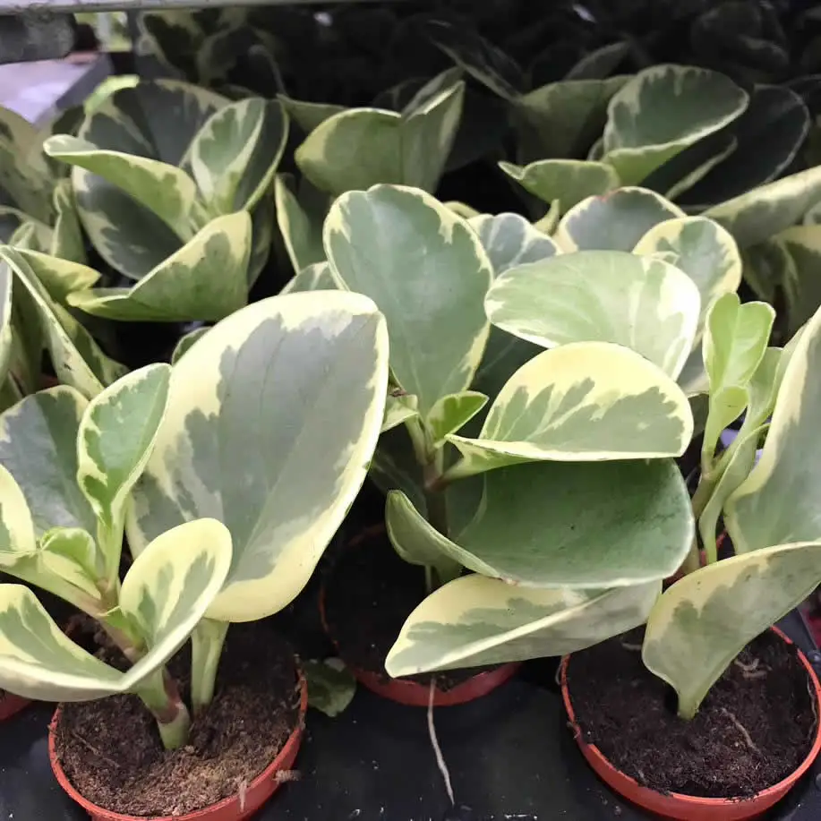 Baby Rubberplant (Peperomia obtusifolia) - Image 2