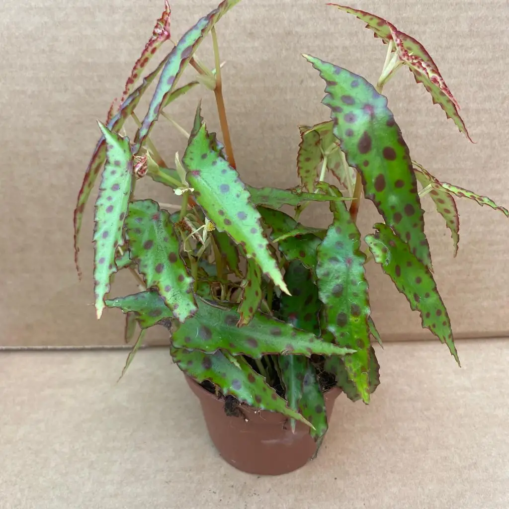 Begonia amphioxus - Image 2