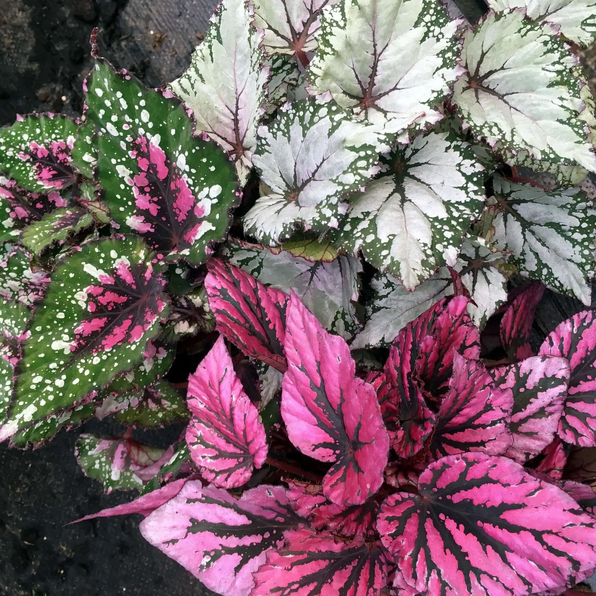 Begonia (Begonia sp.) - Image 2
