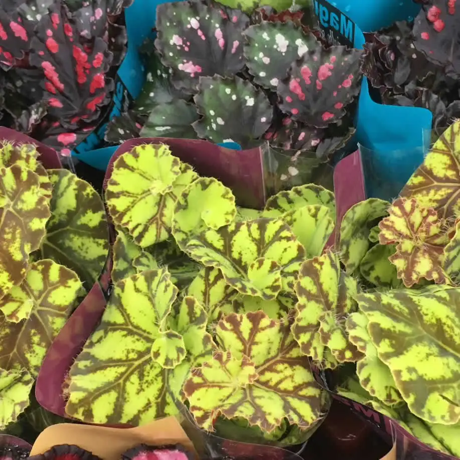 Begonia (Begonia sp.) - Image 3
