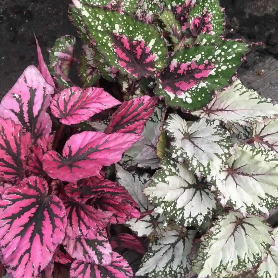 Begonia (Begonia sp.) - Image 4