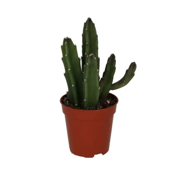 Bell Succulent (Stapelia leendertziae)