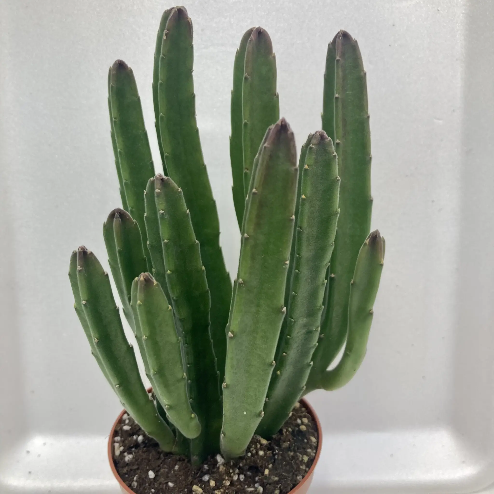 Bell Succulent (Stapelia leendertziae) - Image 2