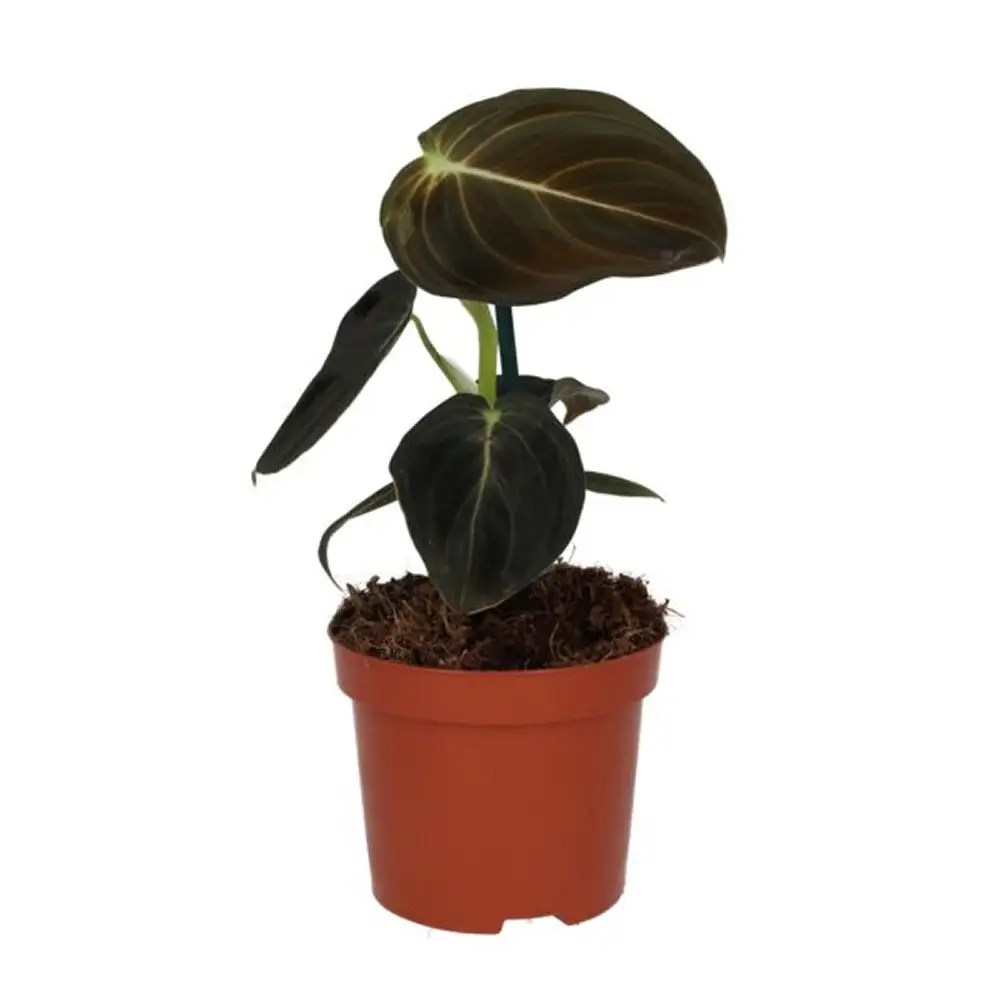 Black Gold Philodendron (Philodendron melanochrysum) - Image 2