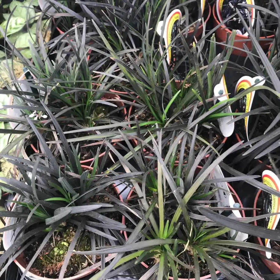 Black Mondo Grass (Ophiopogon planiscapus) - Image 2