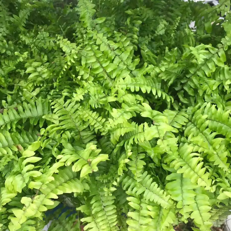 Boston Fern (Nephrolepis exaltata)