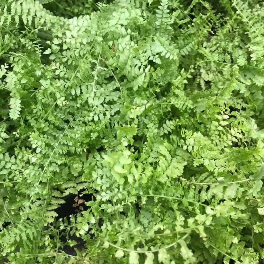 Boston Fern (Nephrolepis exaltata) - Image 2
