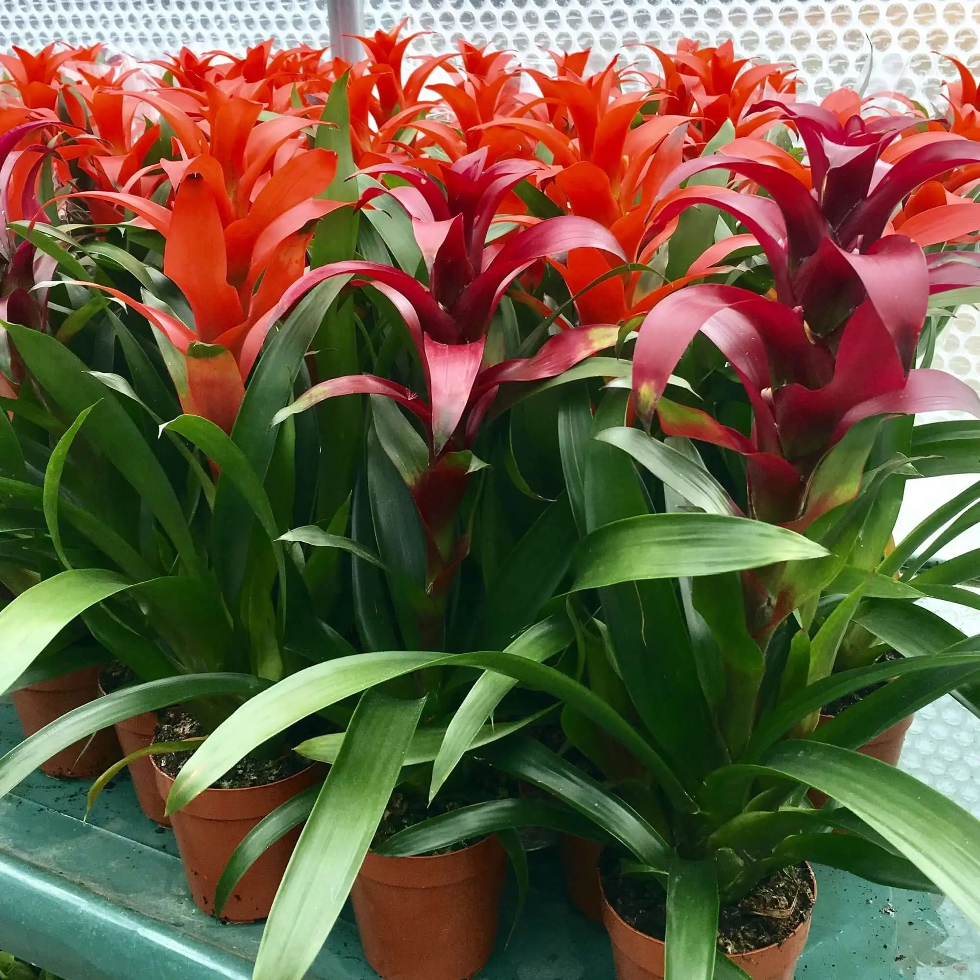 Bromeliad (Guzmania sp.)