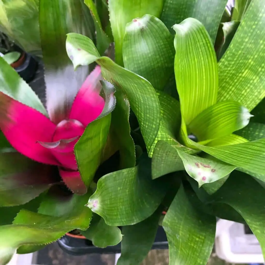Bromeliad (Neoregelia sp.)