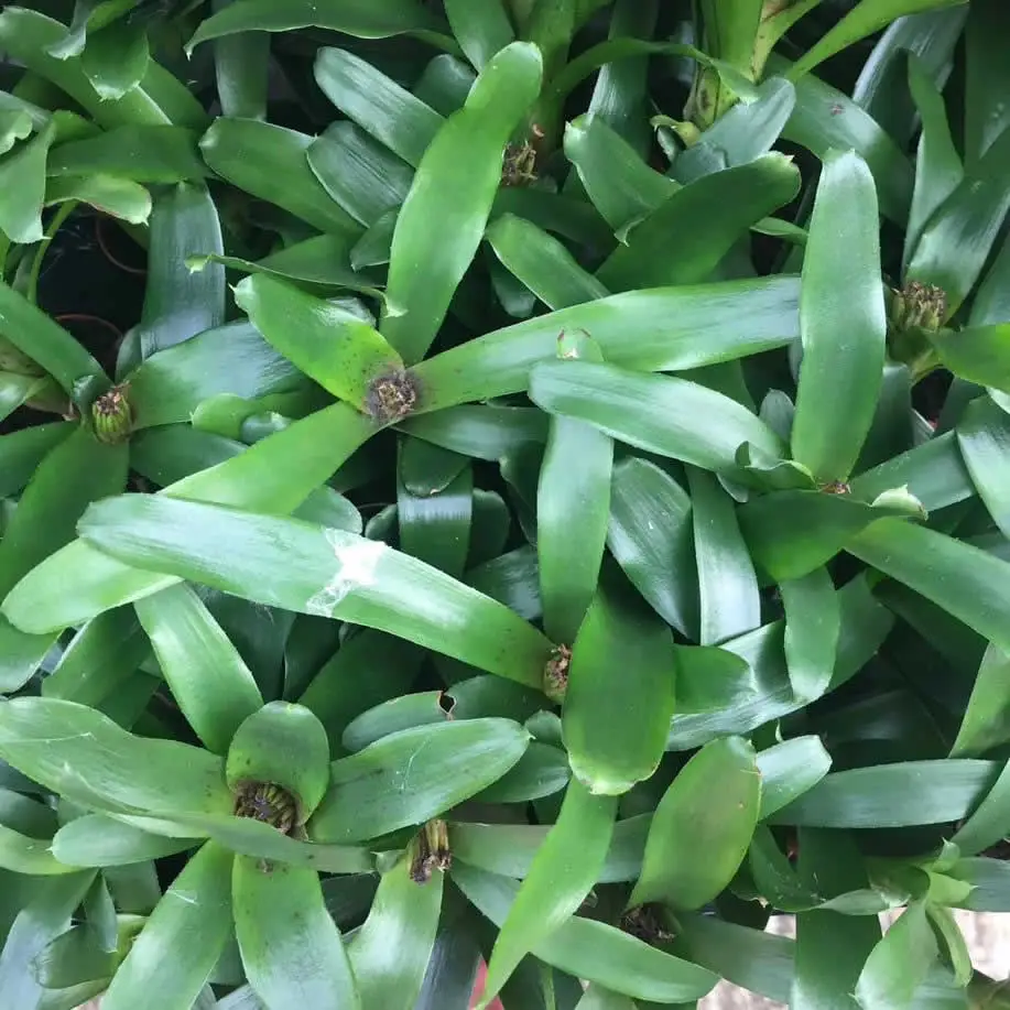 Bromeliad (Neoregelia sp.) - Image 2