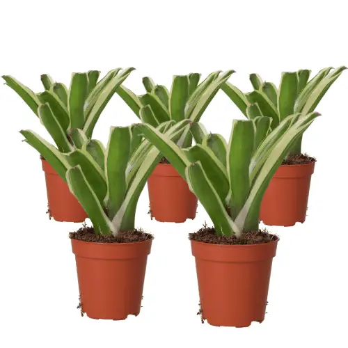 Bromeliad (Nidularium 'Fireball') - Image 2