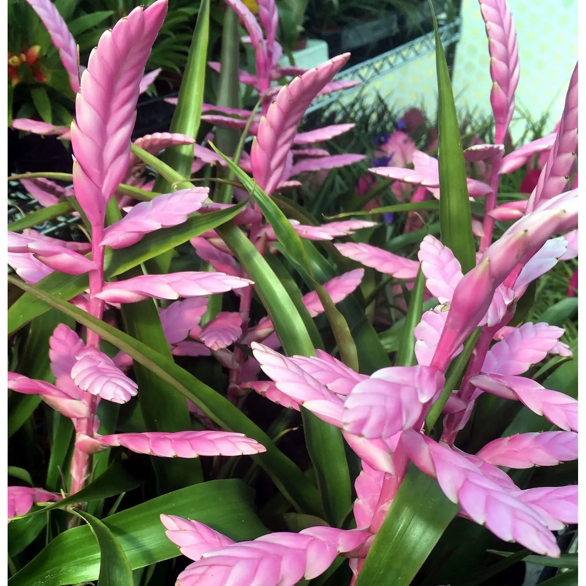 Bromeliad (Tillandsia cyanea)