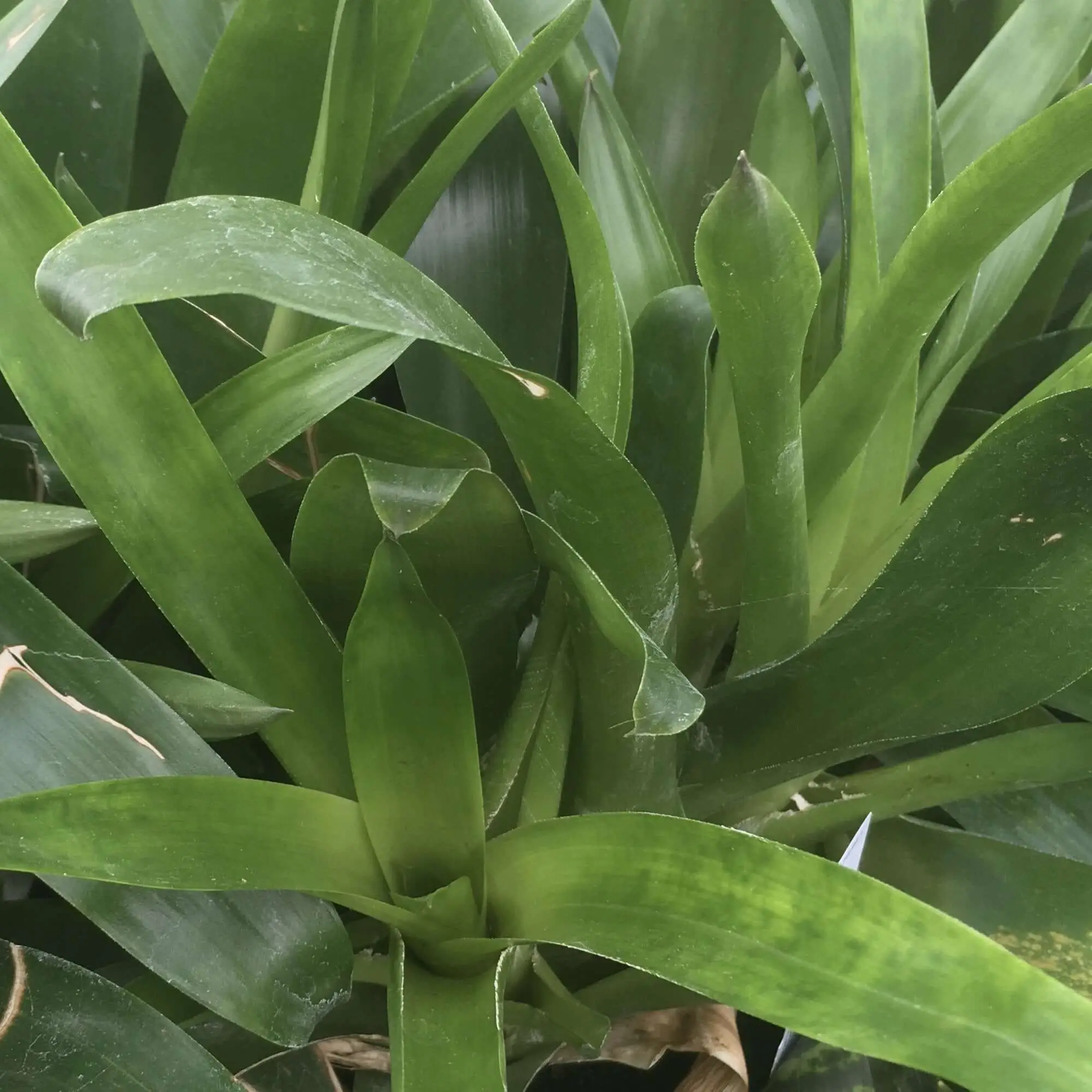 Bromeliad (Vriesea sp.)