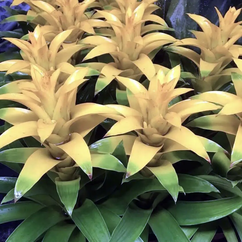 Bromeliad 'Yellow' (Guzmania sp.)