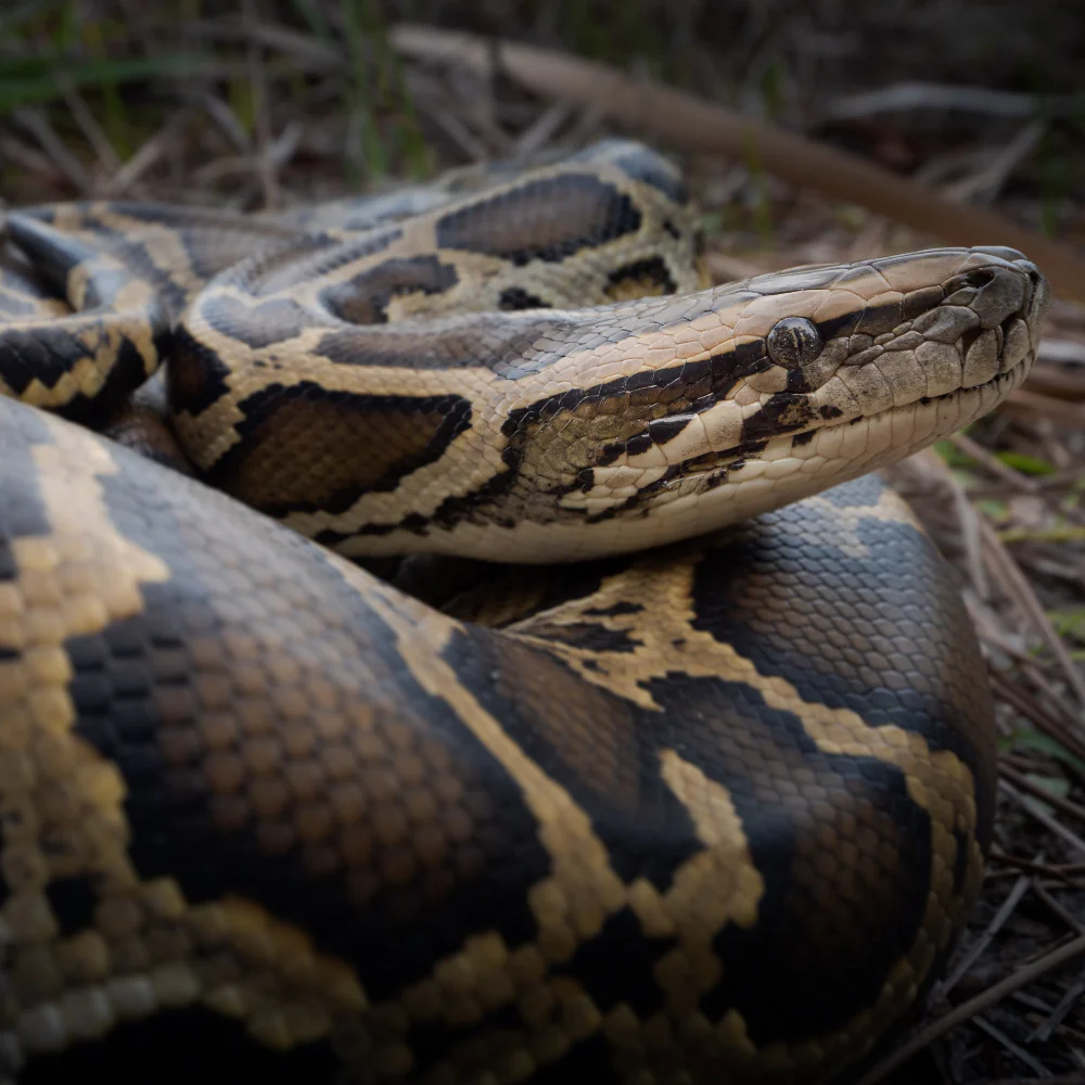 Burmese Python Setup