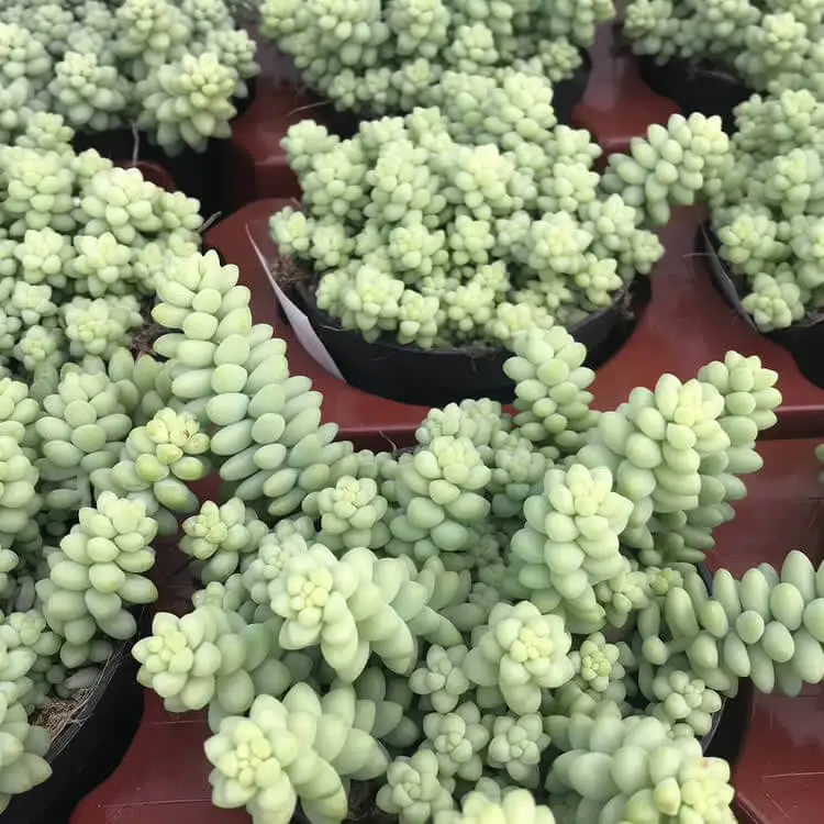 Burro's Tail Cactus (Sedum morganianum 'Burrito') - Image 2