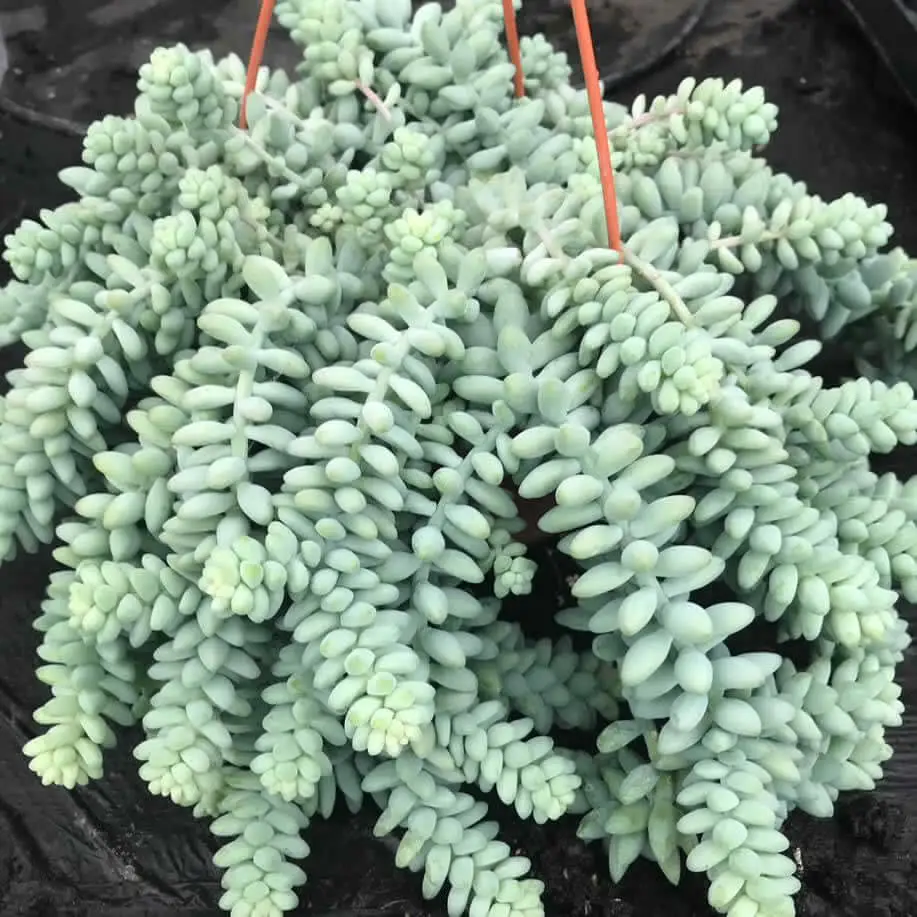 Burro's Tail Cactus (Sedum morganianum 'Burrito') - Image 3