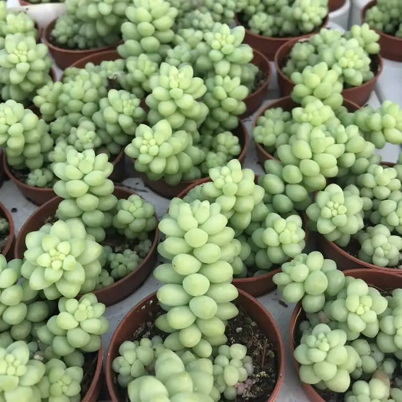 Burro's Tail Cactus (Sedum morganianum 'Burrito') - Image 4