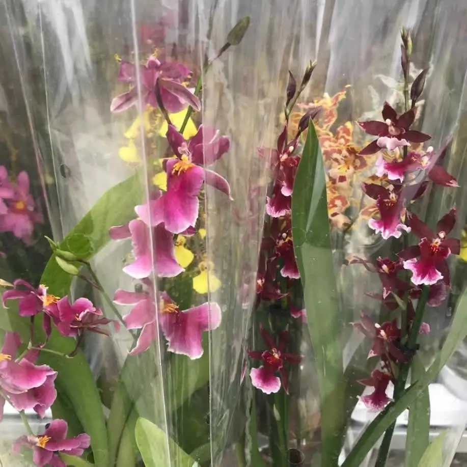 Cambria Orchid - Image 2