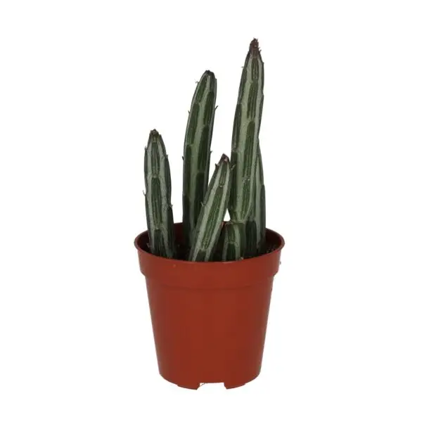 Candle Succulent (Stapelia stapeliiformis)