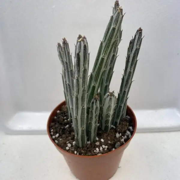 Candle Succulent (Stapelia stapeliiformis) - Image 2