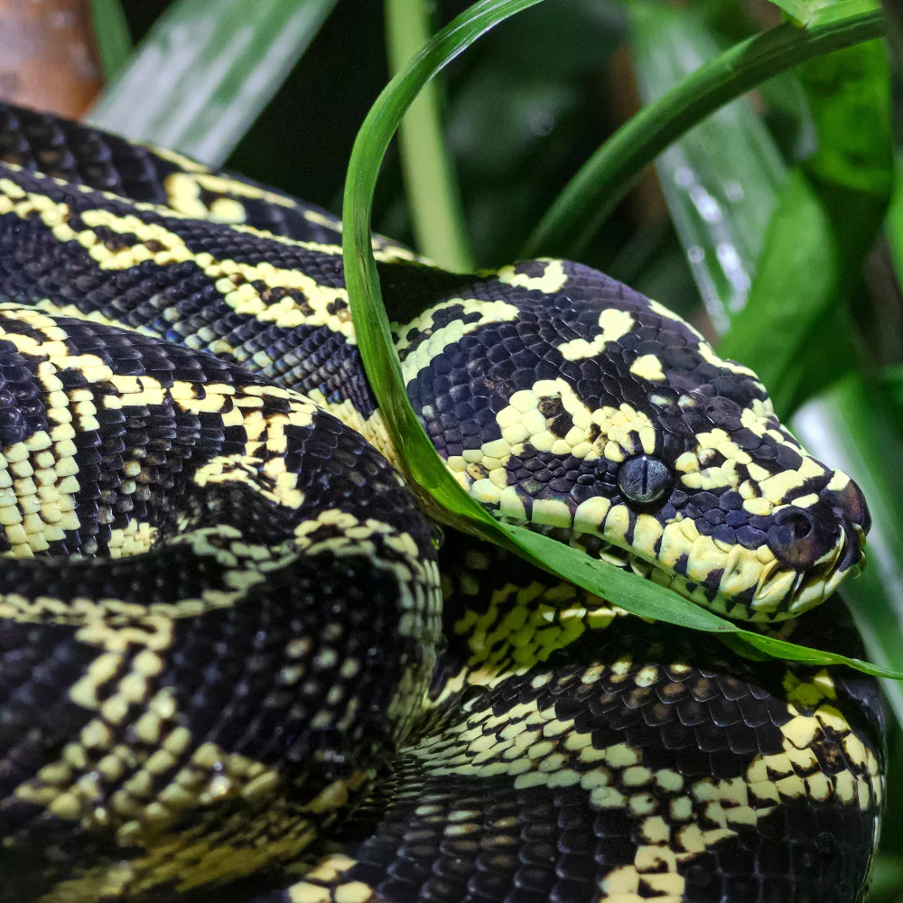 Carpet Python Setup